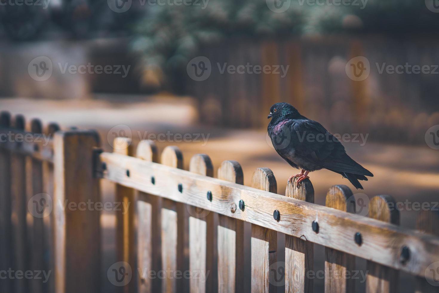 Black pigeon resting on the top of a wooden fence photo