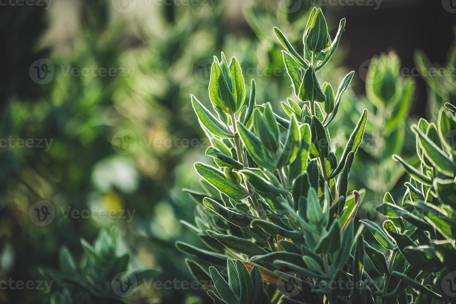 Evergreen leaves of Rock Rose shrub photo