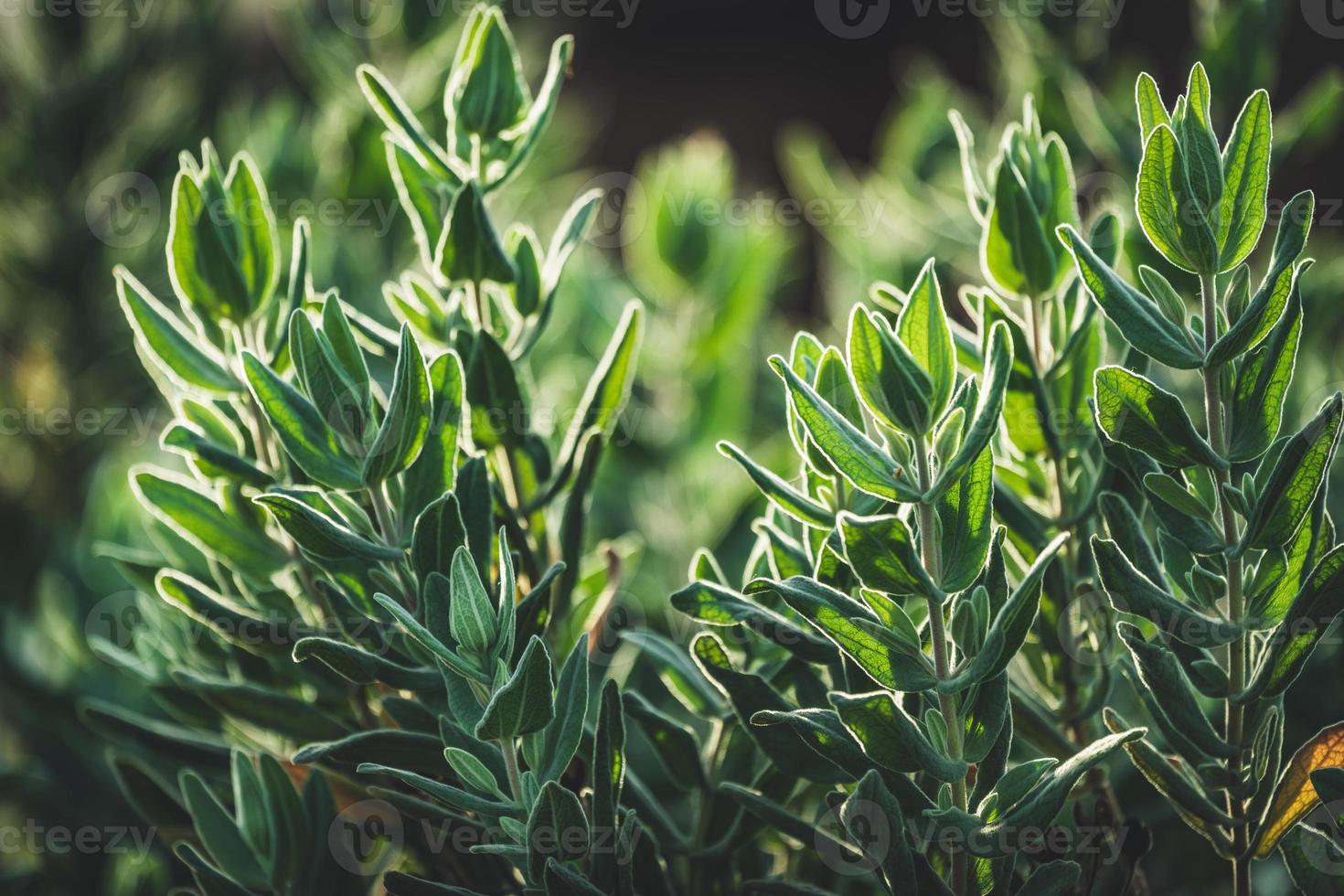 Evergreen leaves of Rock Rose shrub photo