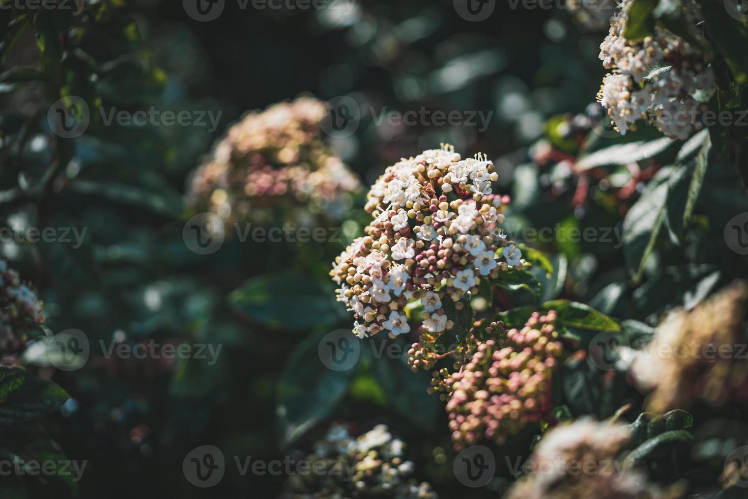 Flowers and buds of a Viburnum tinus shrub photo