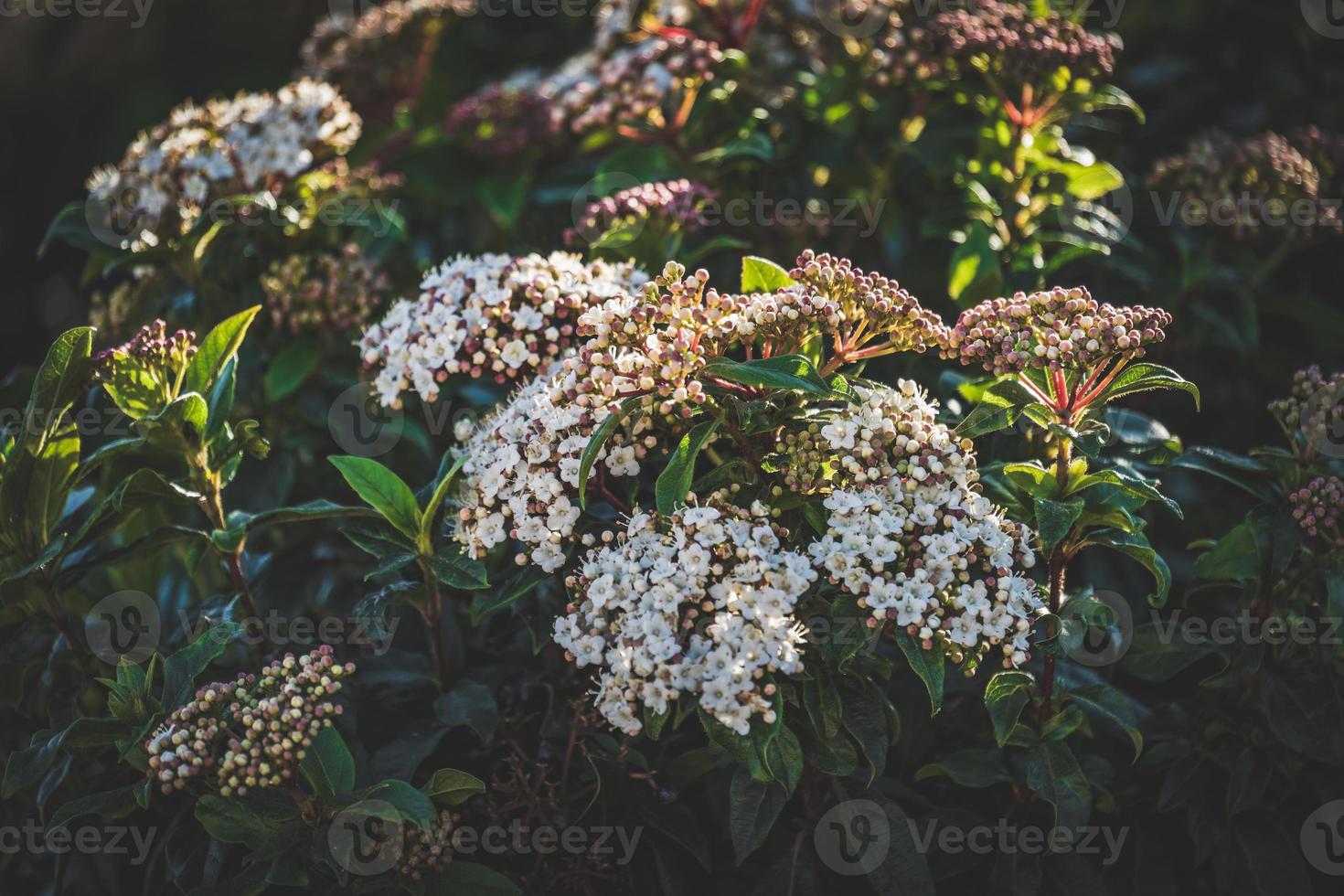 Flowers and buds of a Viburnum tinus shrub photo