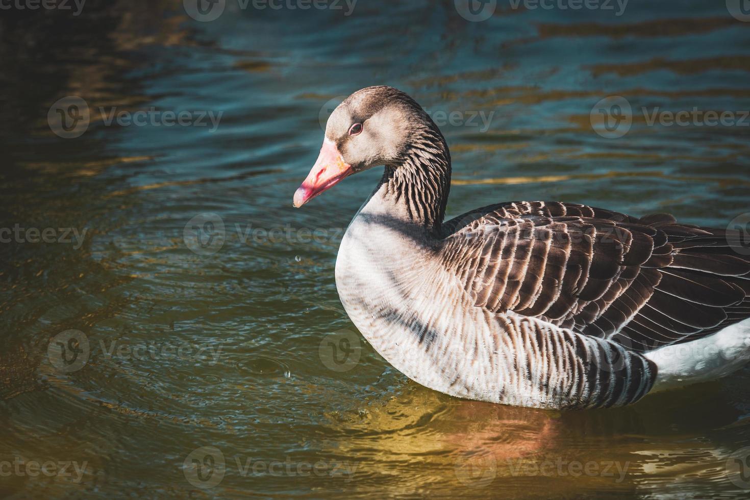 Goose taking a sunbath in a lake photo