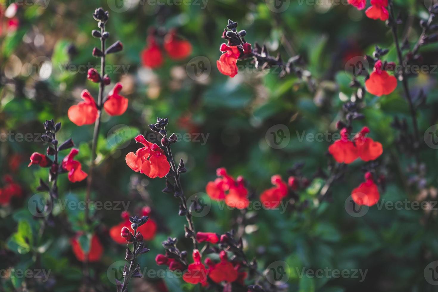 diminutas flores rojas de salvia foto