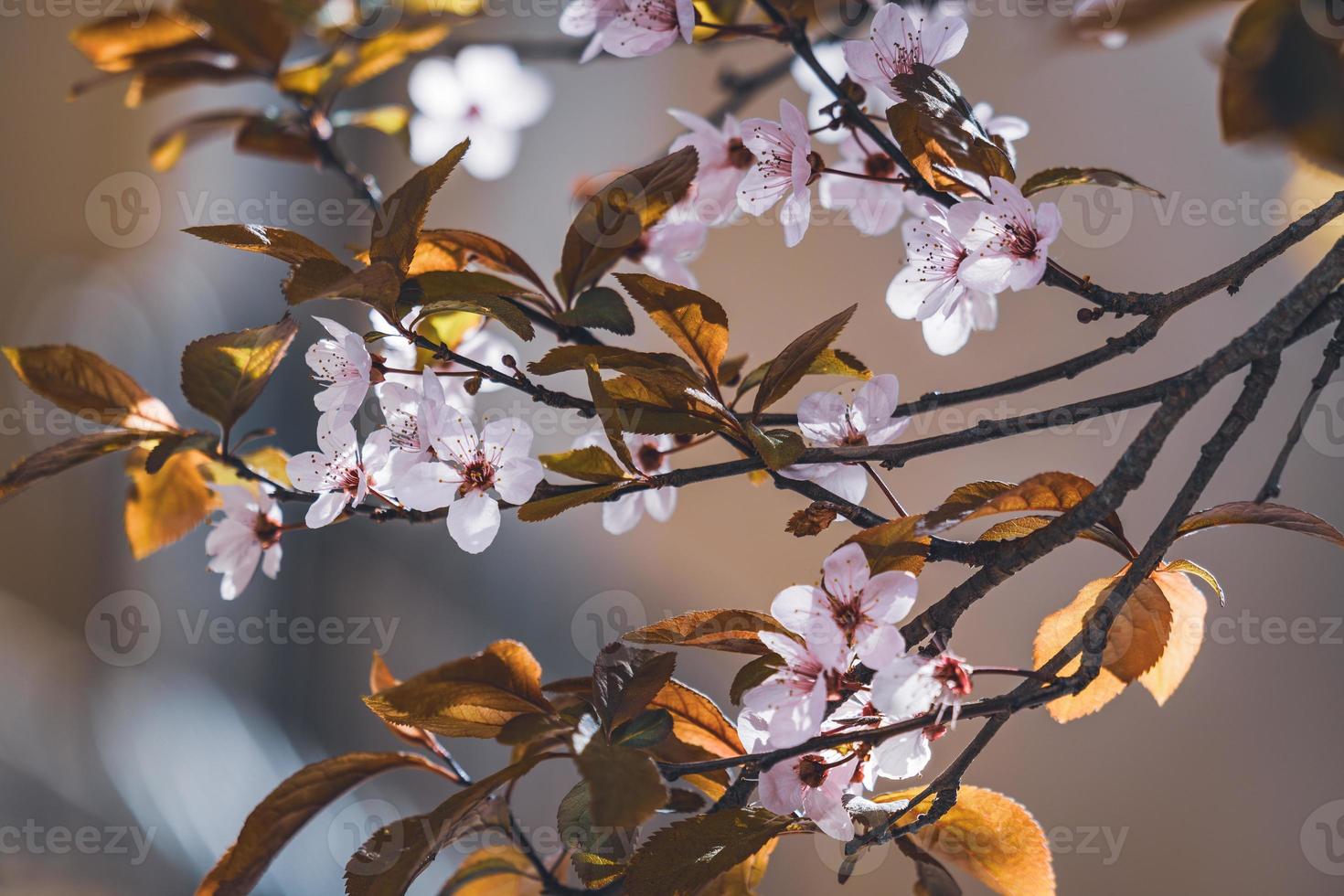 flores de ciruelo a principios de primavera foto