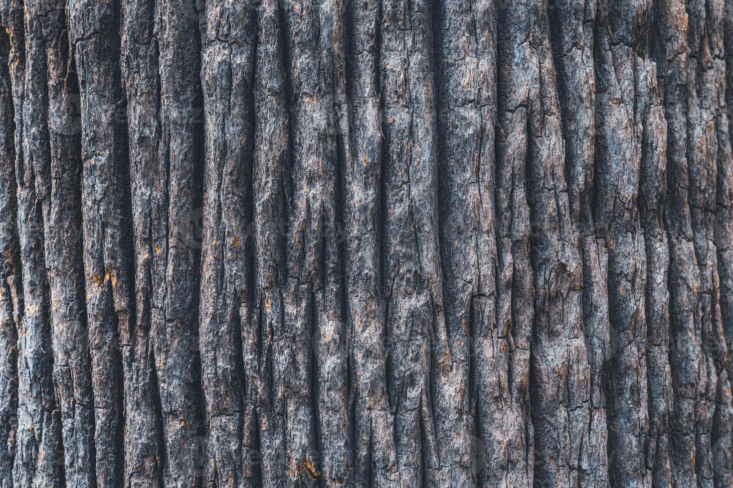 Bark texture of a California fan palm photo