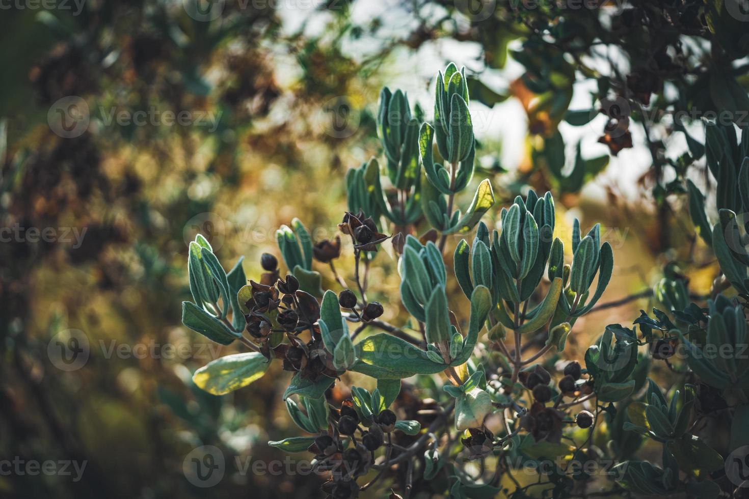 Fruits and evergreen leaves of a Rock Rose shrub photo