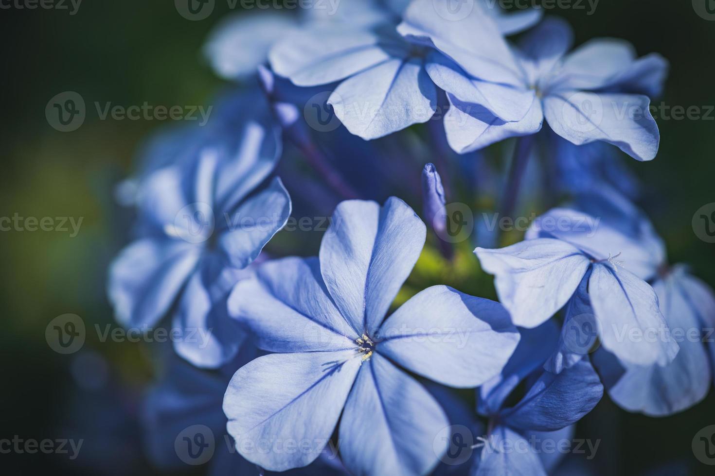 Blue flowers of Cape Leadwort also known as Blue Plumbago photo