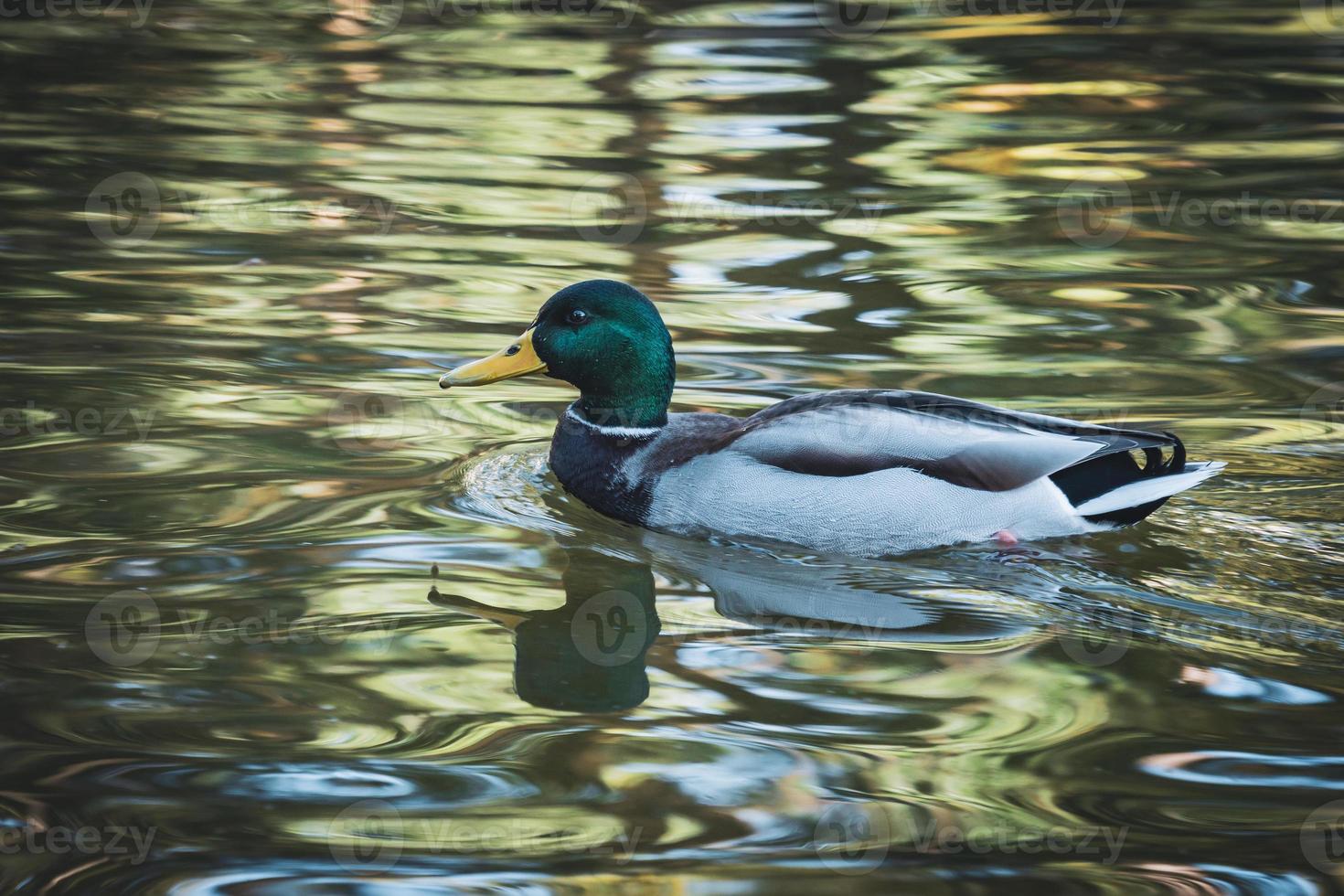 pato real nadando en un lago foto