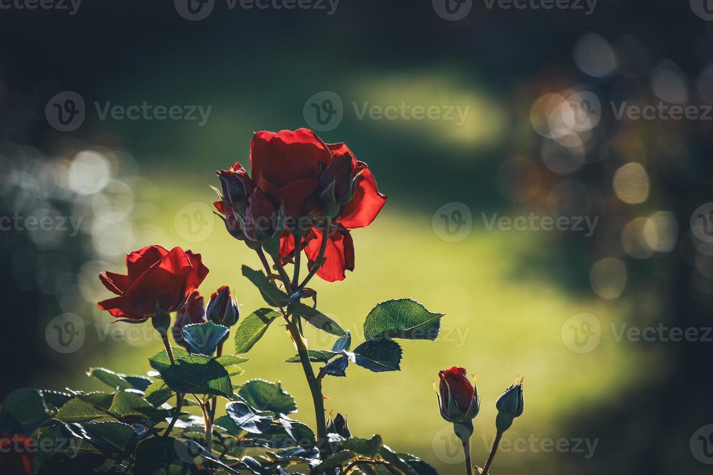 Cultivated red roses in bloom with buds photo