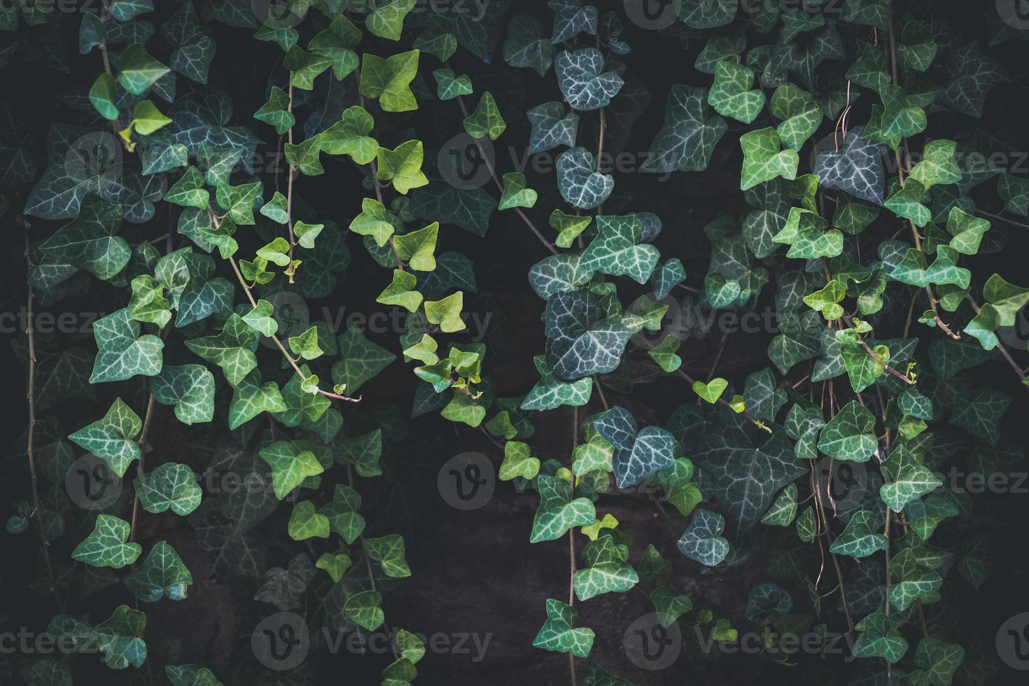 Evergreen leaves of climbing ivy photo