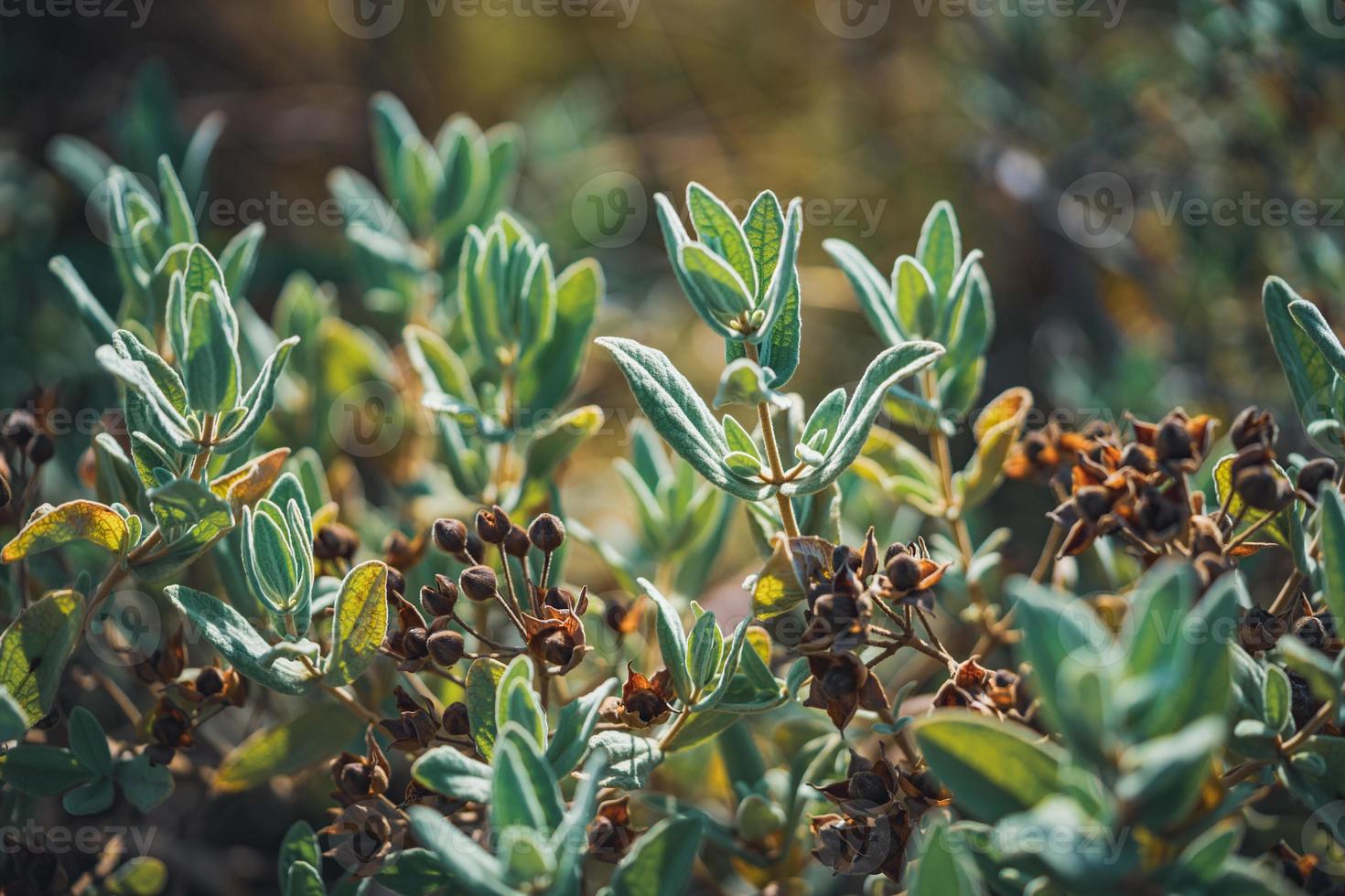 Fruits and evergreen leaves of a rock rose shrub photo