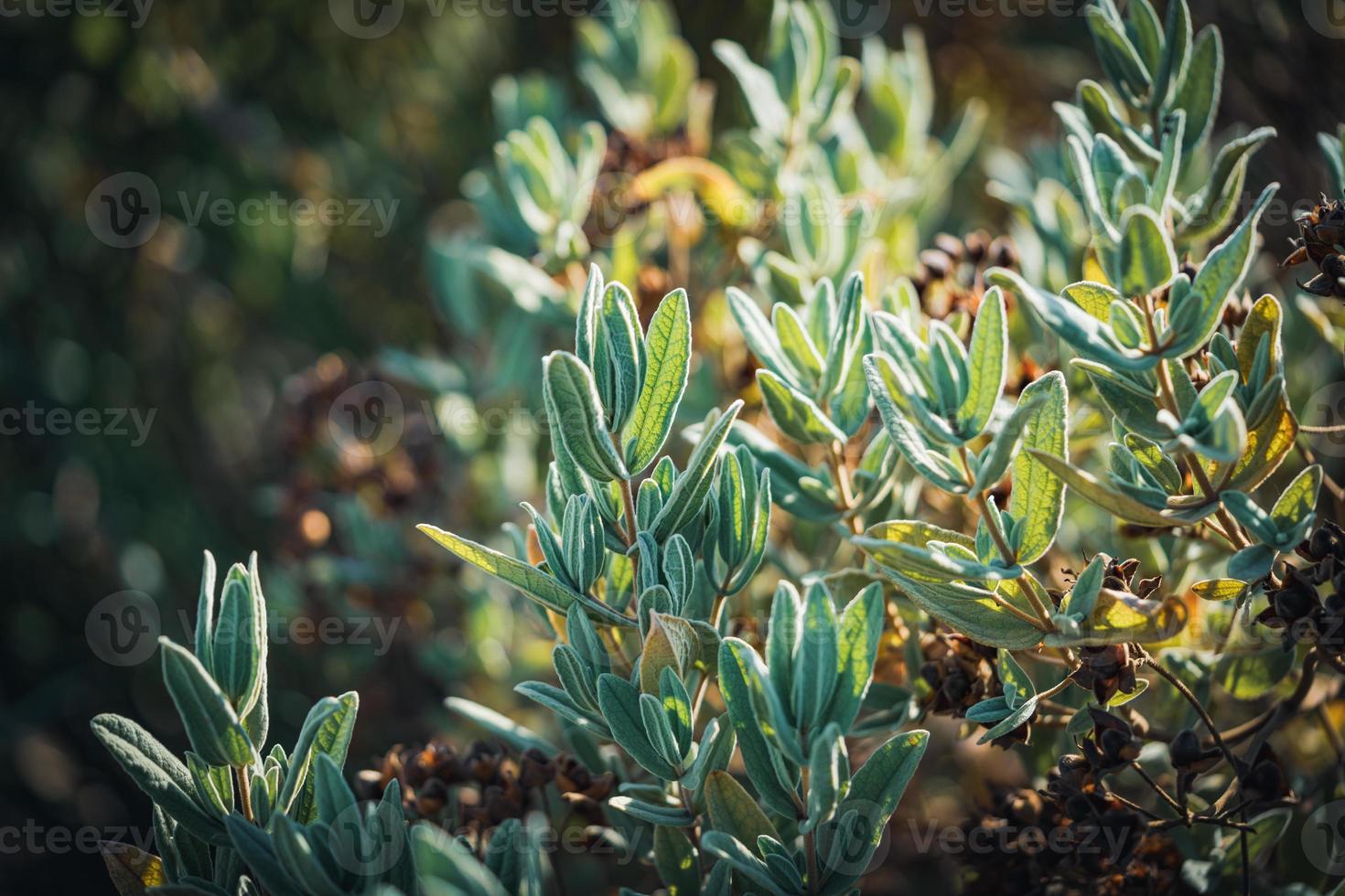 Fruits and evergreen leaves of a Rock Rose shrub photo