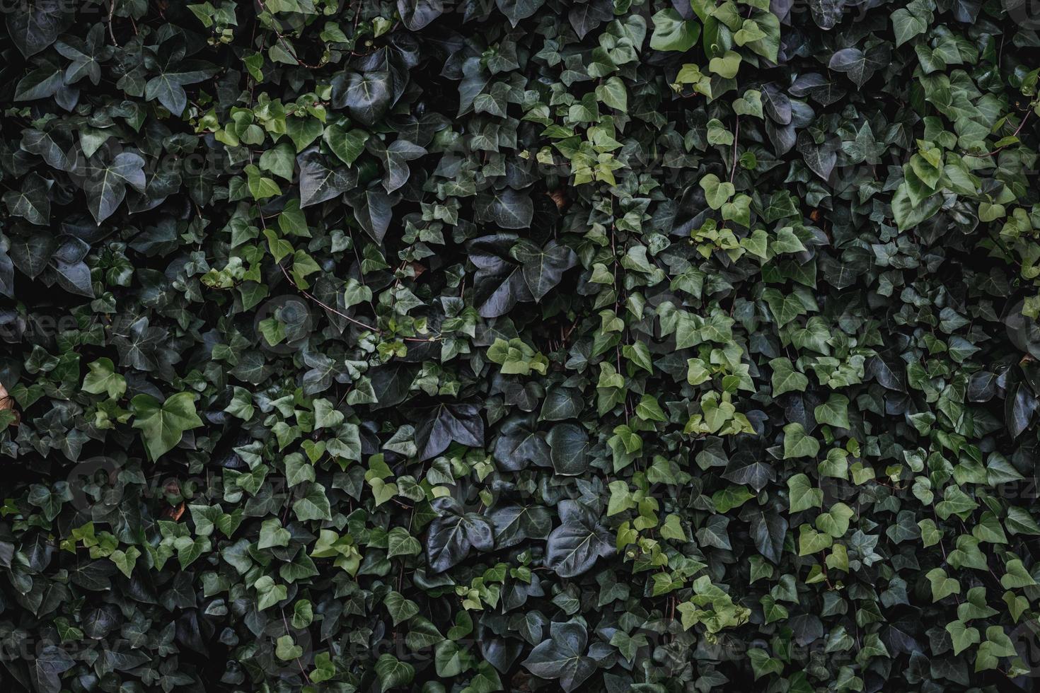 Evergreen leaves of climbing ivy photo