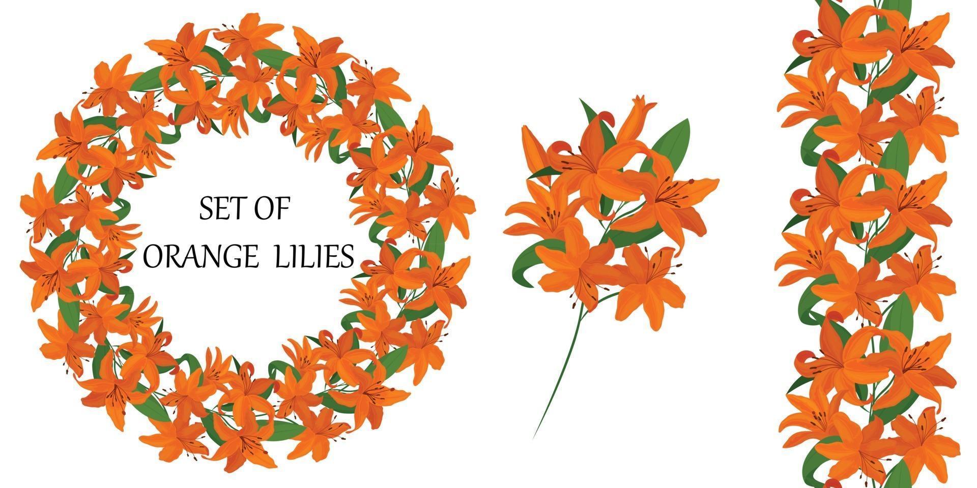 Round frame with beautiful orange lily flowers. Vector set of flower elements. Seamless brush. A colorful image.