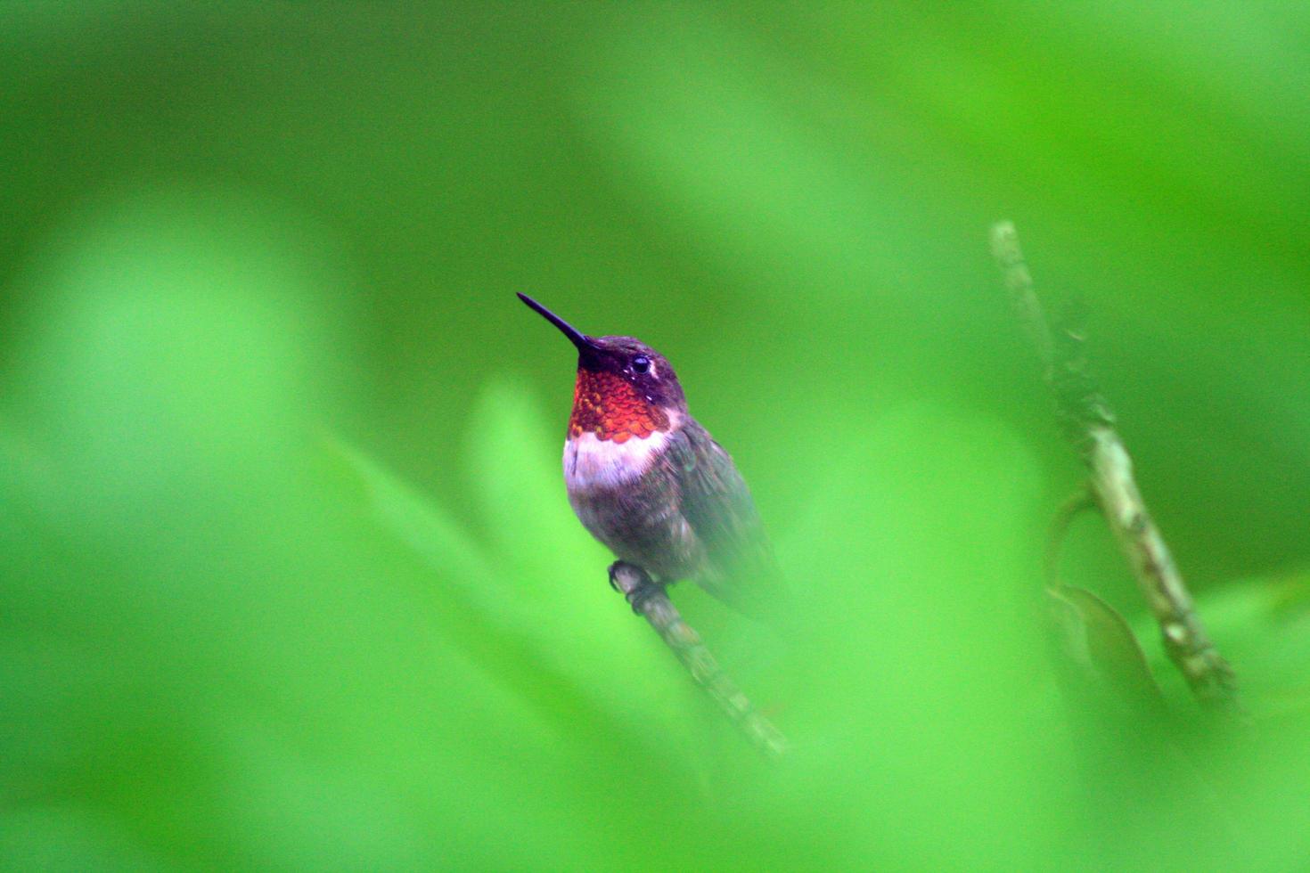 colibrí en guardia foto