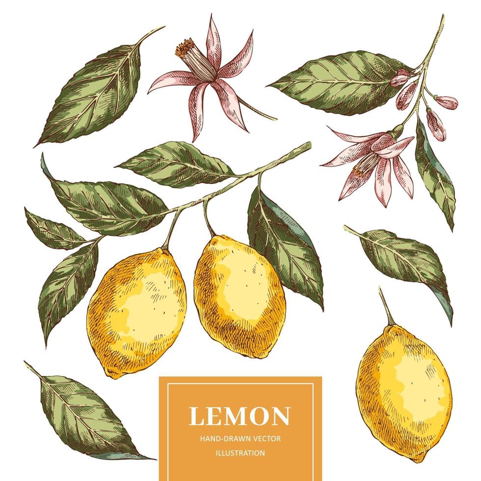 paquete de ilustraciones vectoriales dibujadas a mano de limones vector