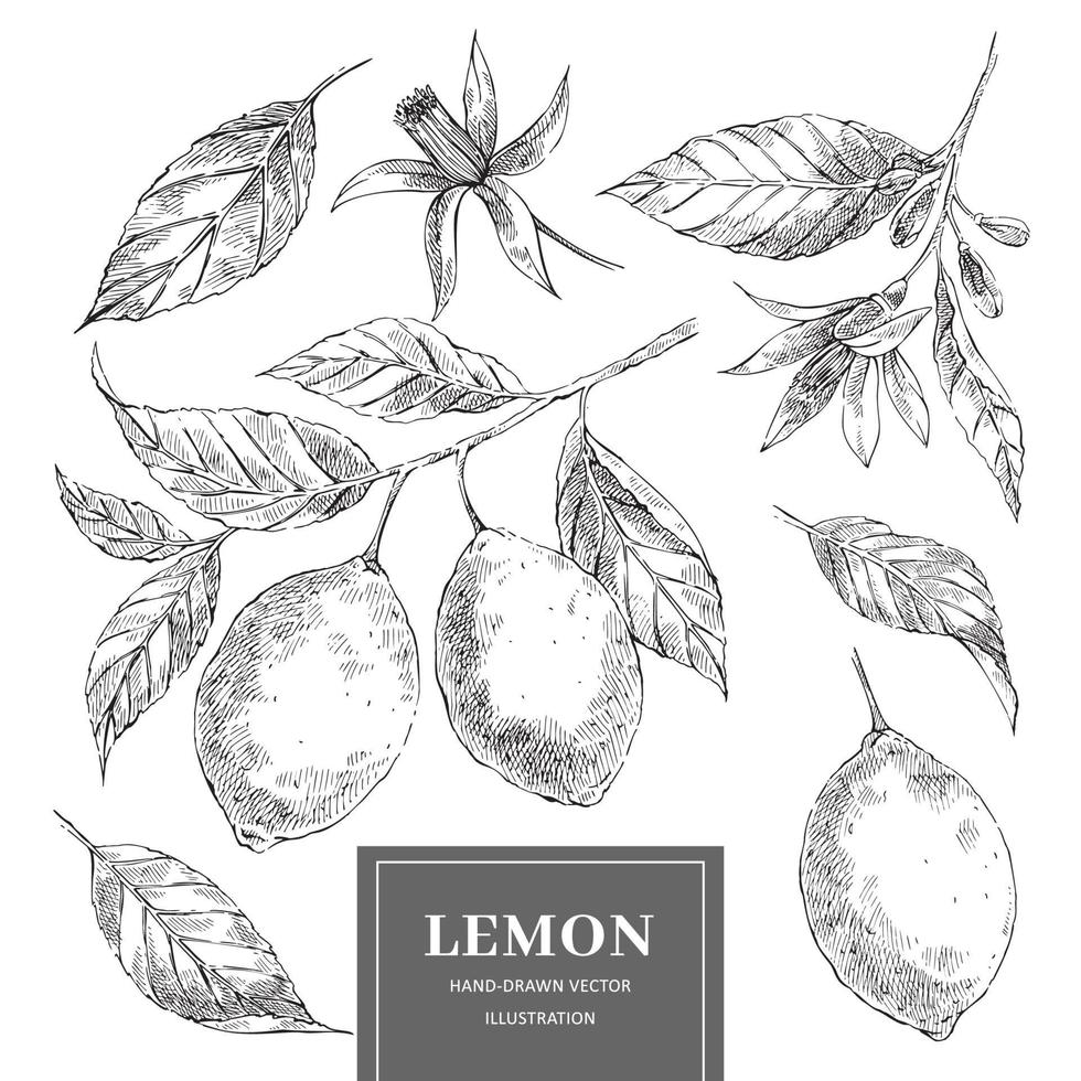 Lemon hand drawn vector illustrations set