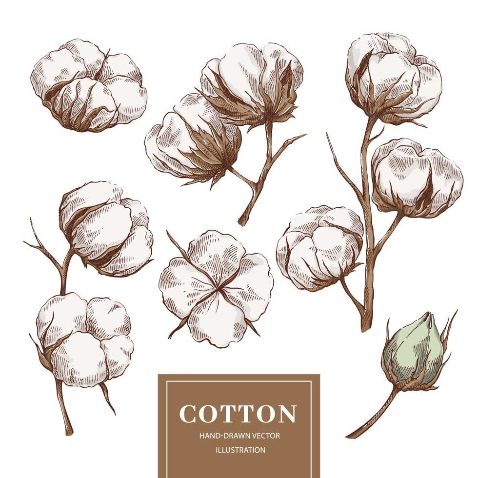 Cotton branch collection vector