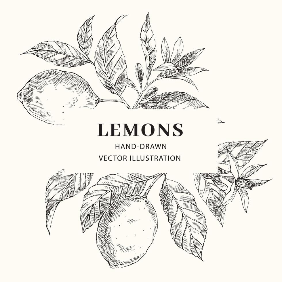 Lemon hand drawn vector frame layout