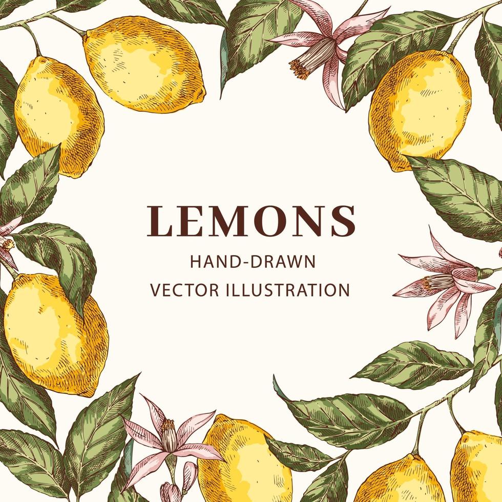 Vintage frame with lemons vector