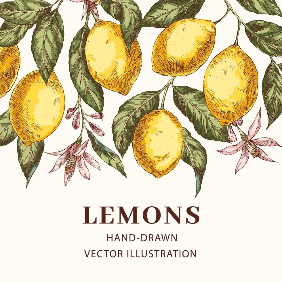 plantilla de cartel de vector dibujado a mano de limones