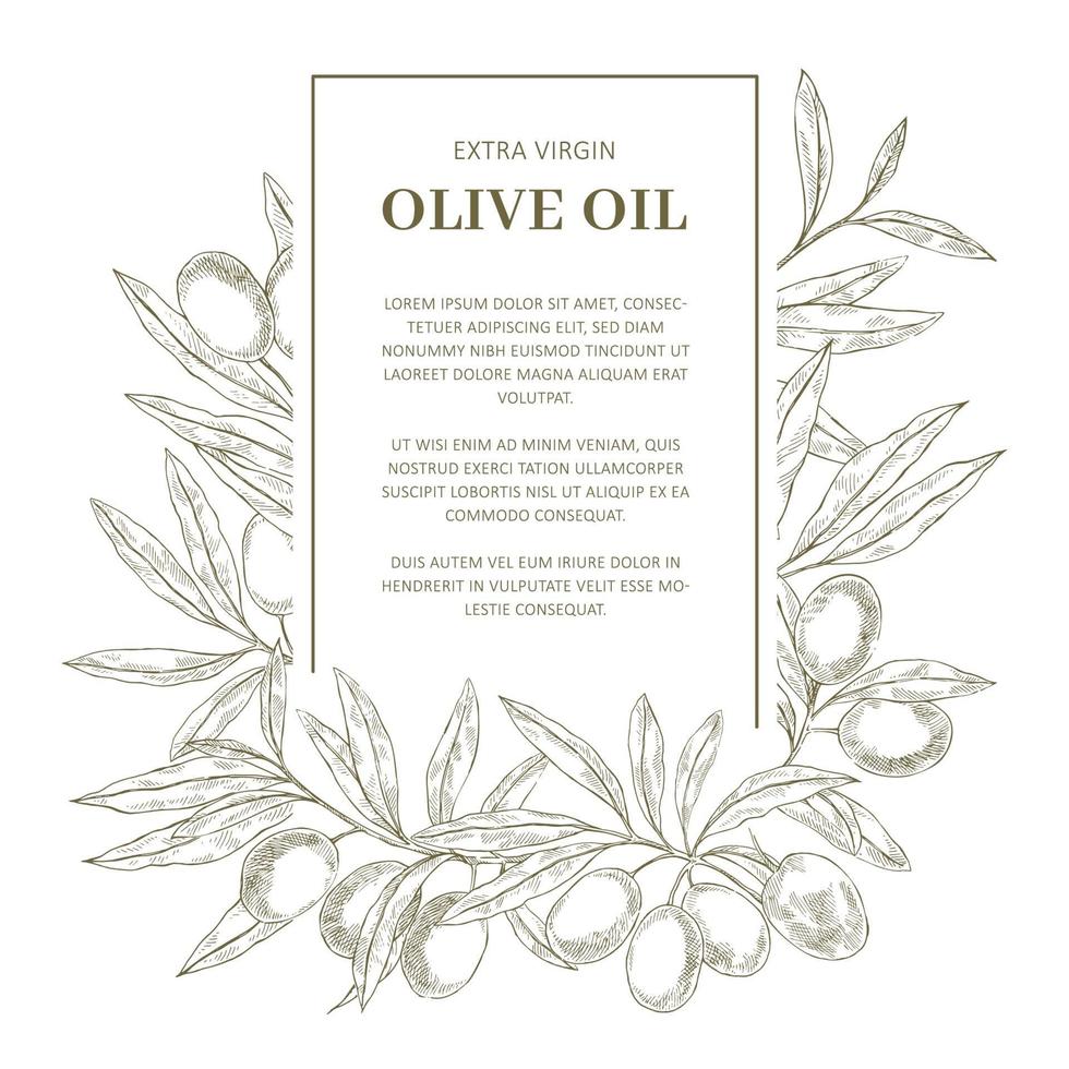 plantilla de etiqueta de aceite de oliva vector