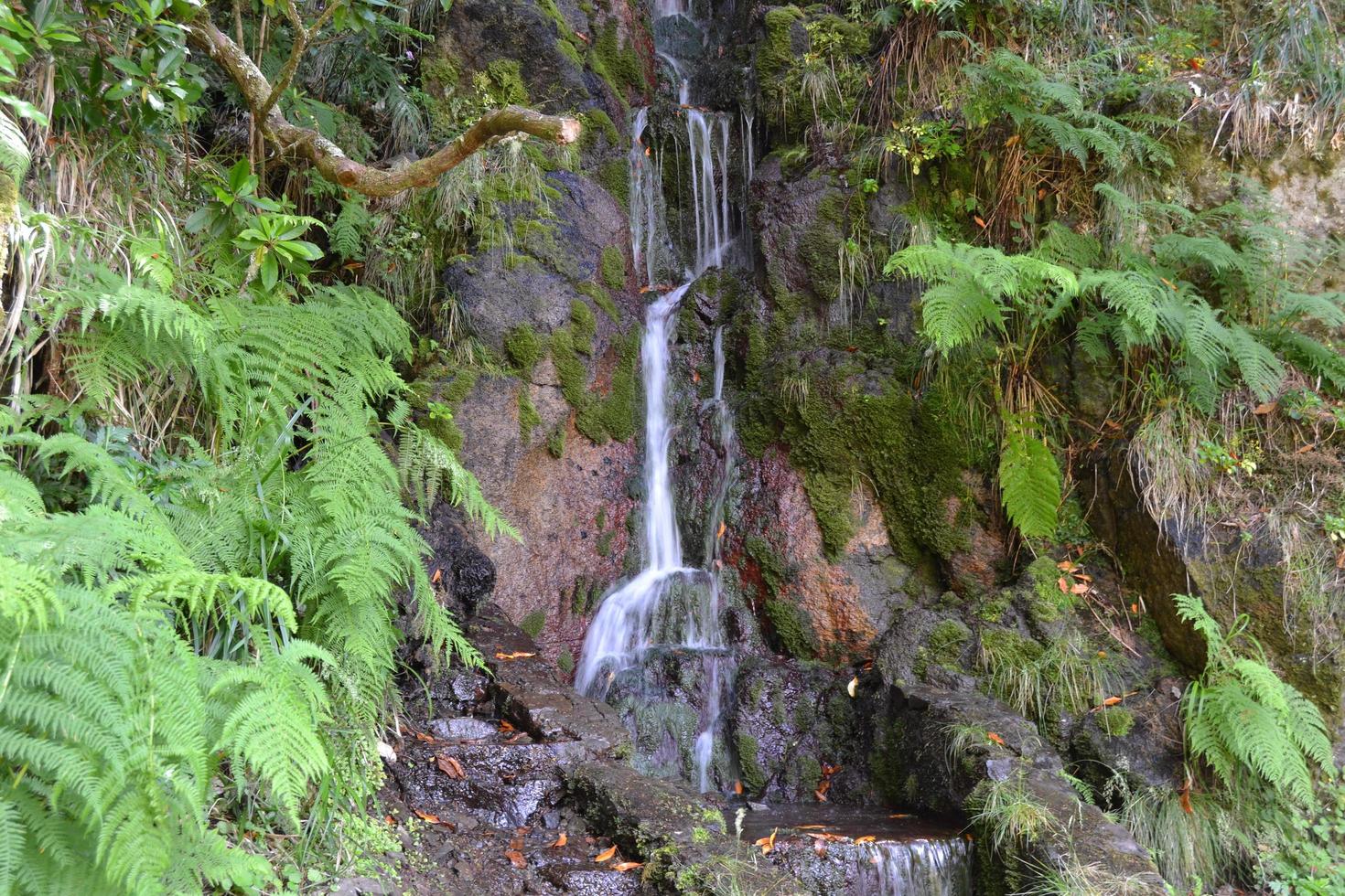 Small waterfall in the forest photo