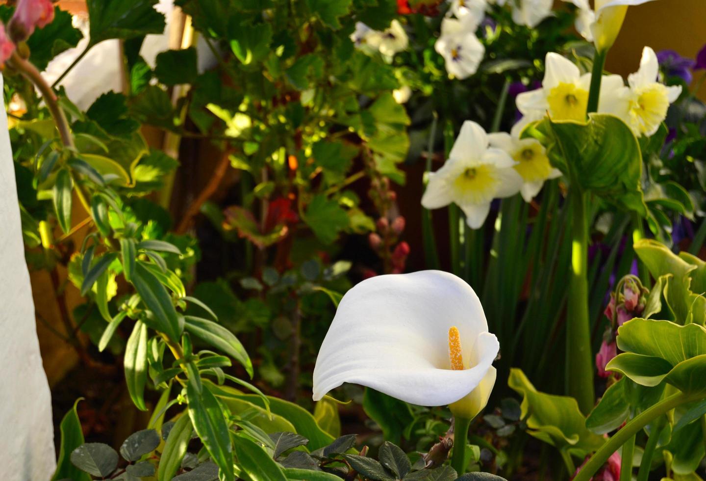 Foto de primer plano de una flor de lirio de cala, Zantedeschia aethiopica