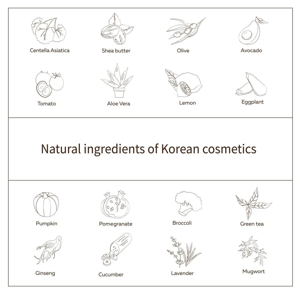 Nature ingredients of korean cosmetics. Vector illustration in hand drawn style