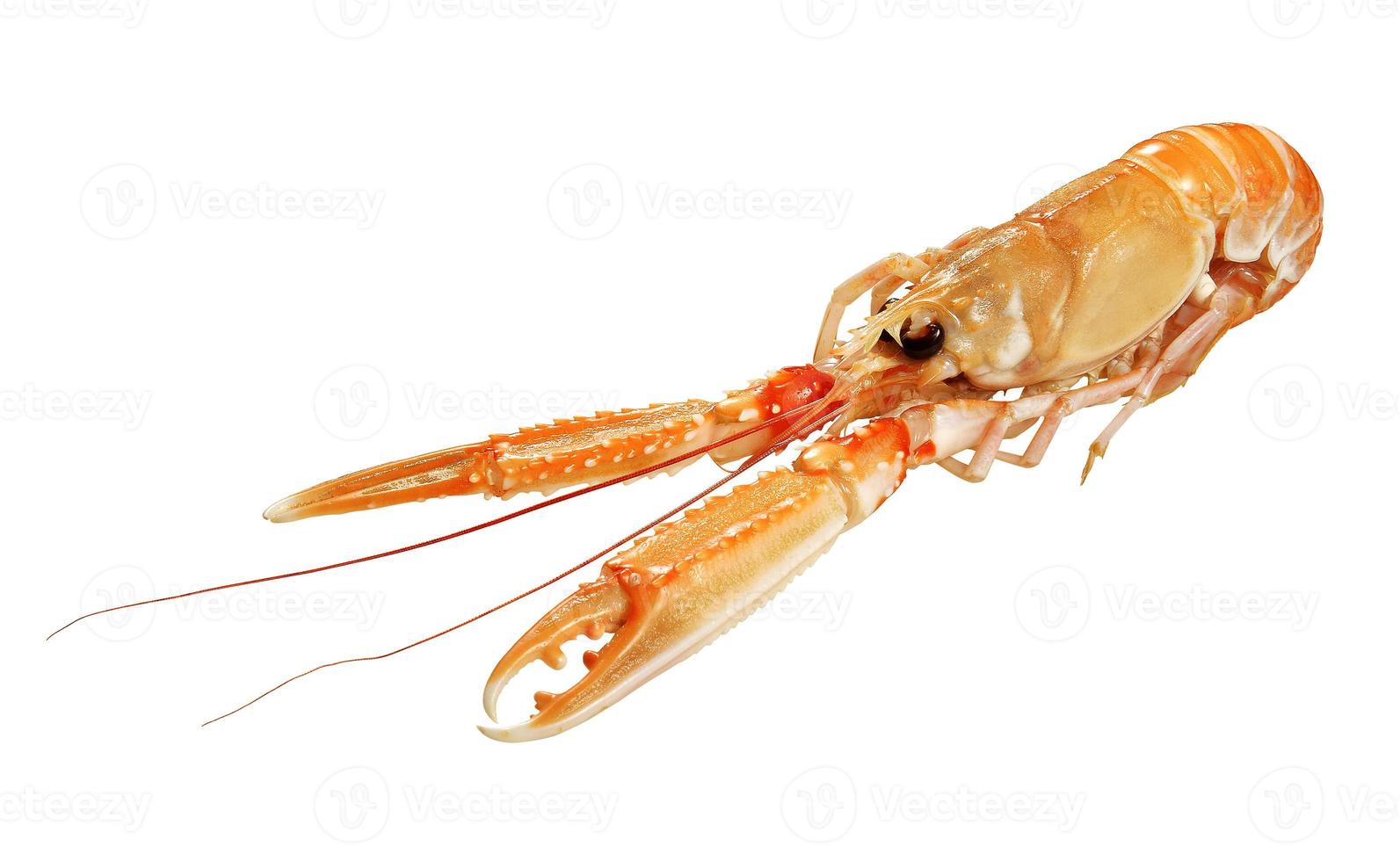 Nephrops norvegicus scampo photo