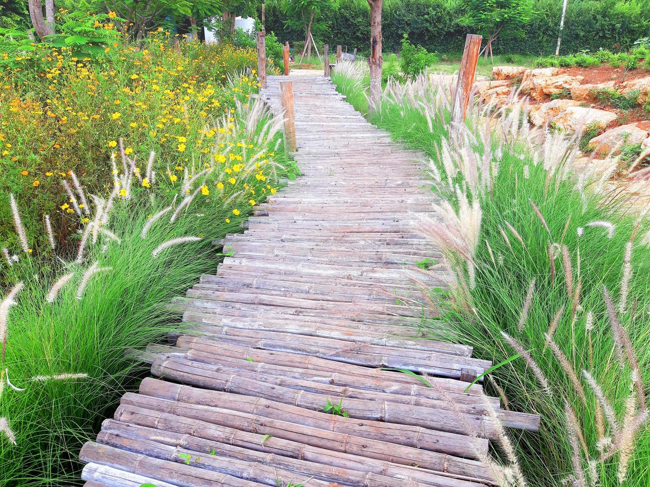 Pasarela de madera puente rodeado de césped foto