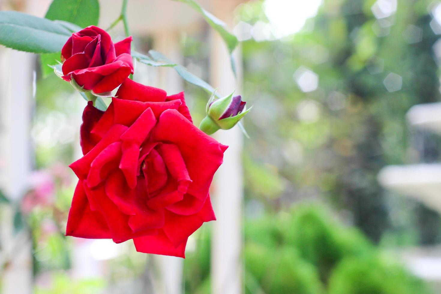 Beautiful red rose flower photo