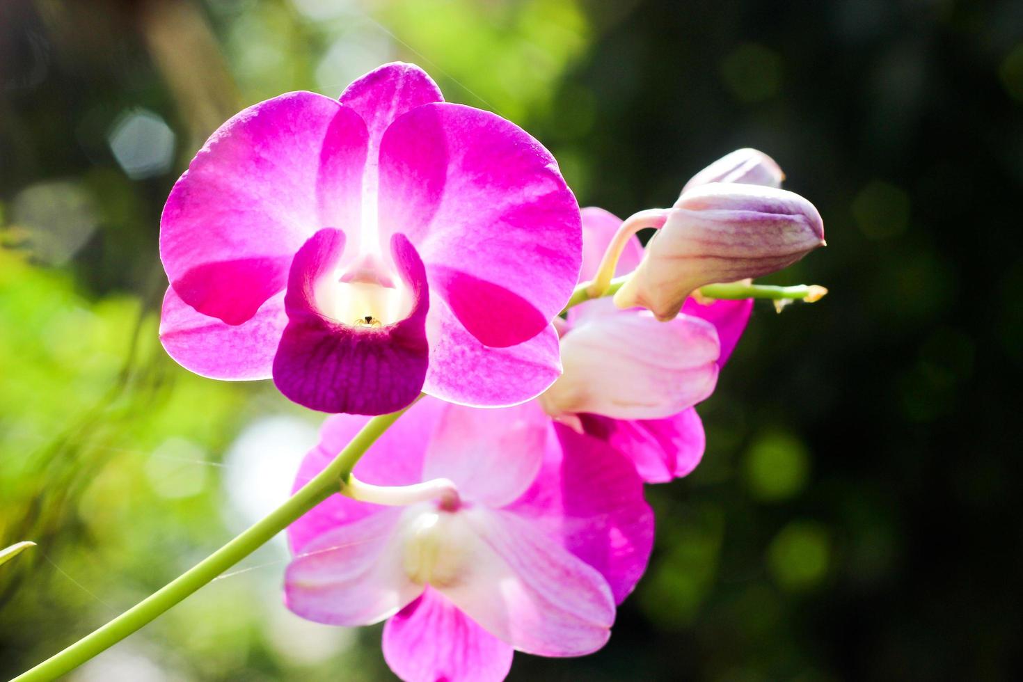 Close-up of bright violet orchids photo