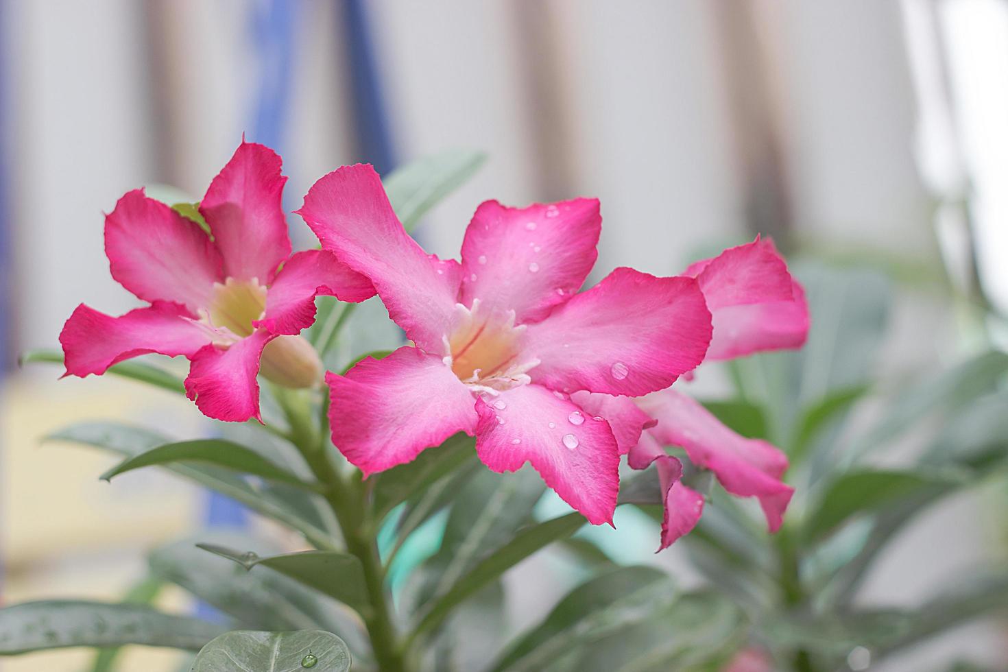 simulacros de azaleas en el jardín foto