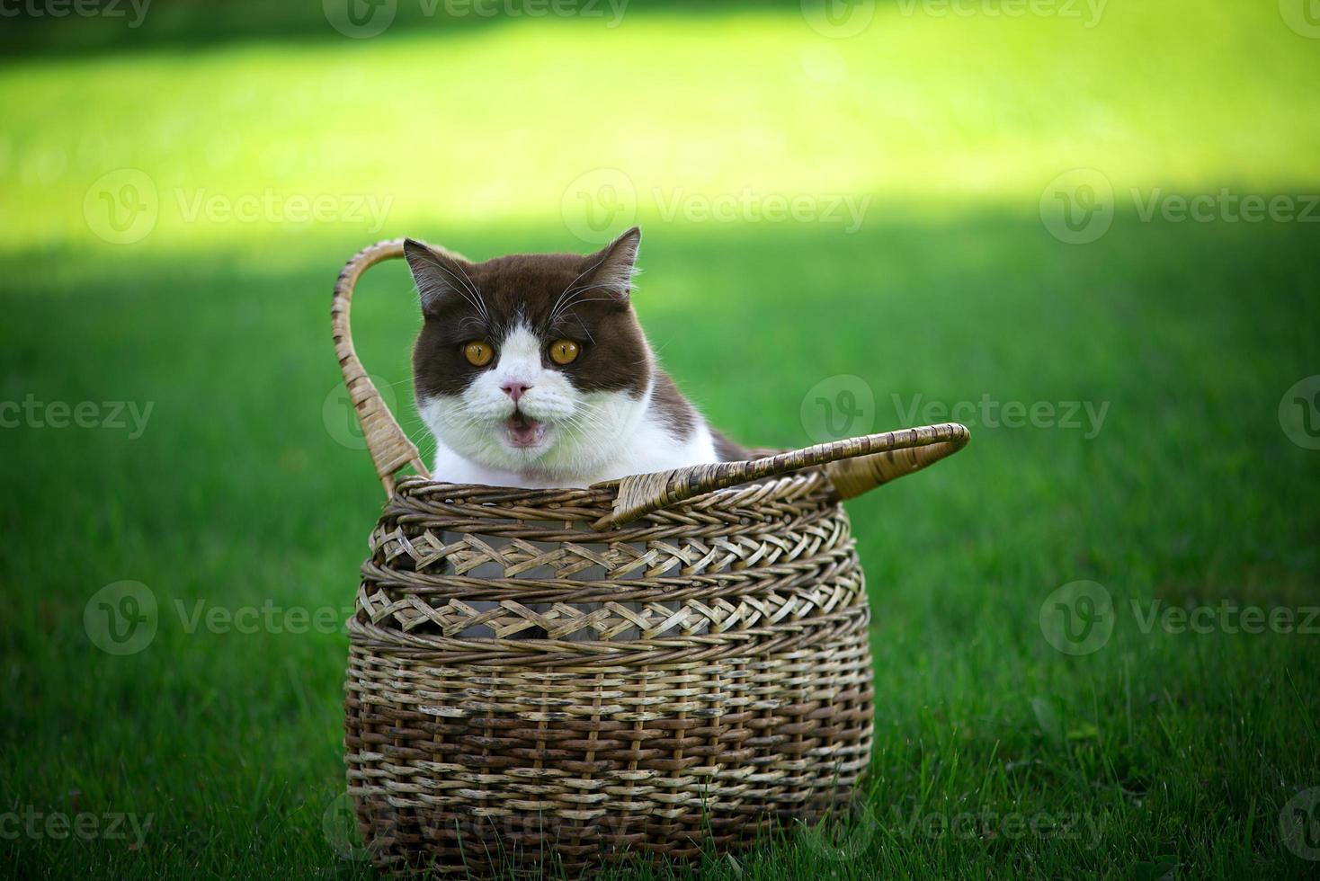 Cute british shorthair cat sitting in basket on green grass photo