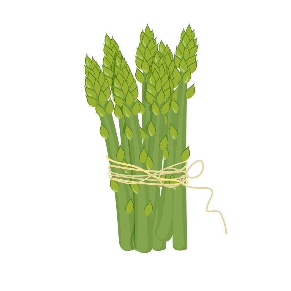 Asparagus design isolated vector