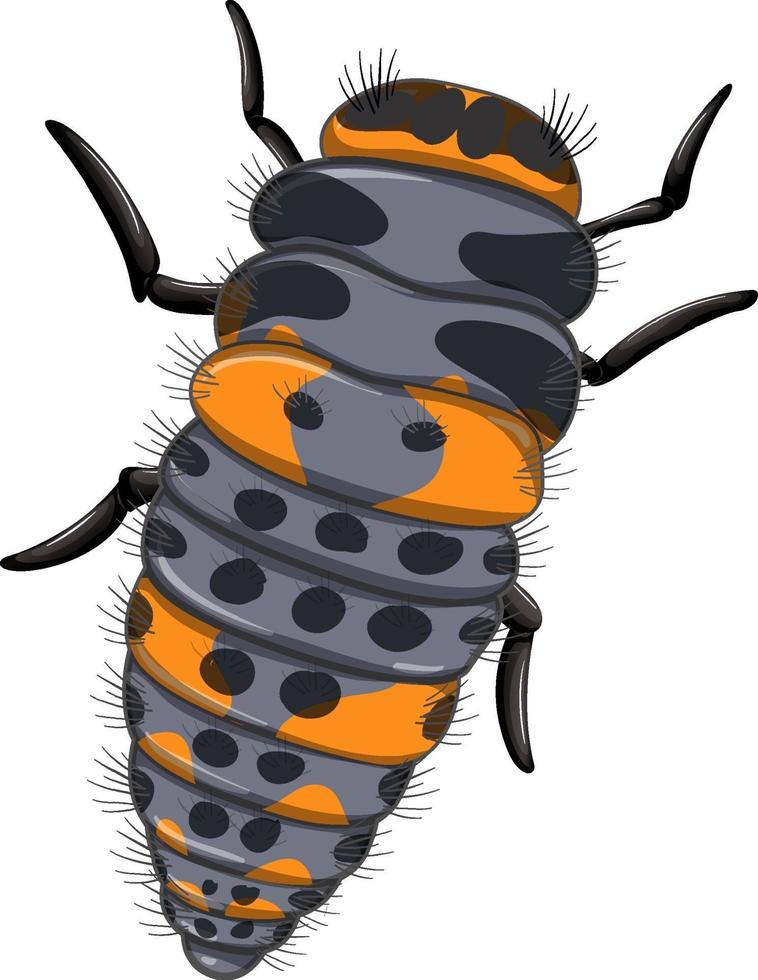 Una etapa de larva de mariquita sobre fondo blanco. vector