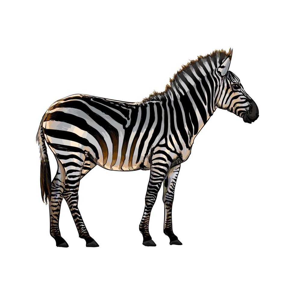Zebra from a splash of watercolor, colored drawing, realistic. Vector illustration of paints