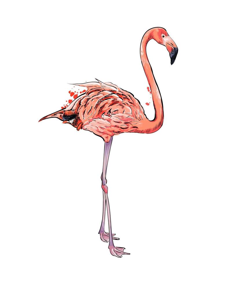 Pink flamingo from a splash of watercolor, colored drawing, realistic. Vector illustration of paints