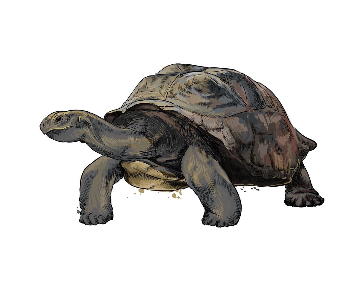 Galapagos turtle from a splash of watercolor, colored drawing, realistic. Vector illustration of paints