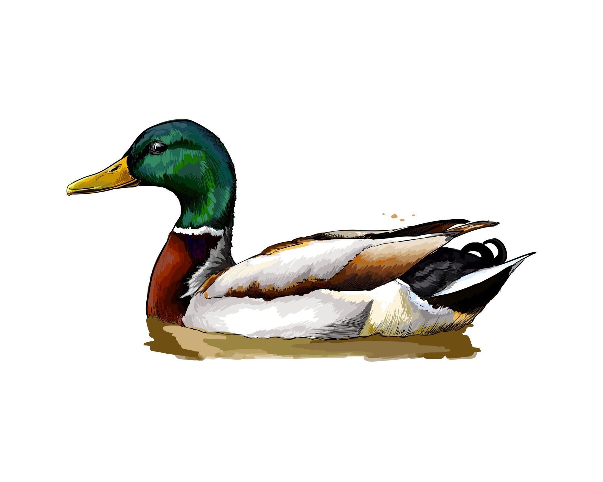 Duck from a splash of watercolor, colored drawing, realistic. Vector