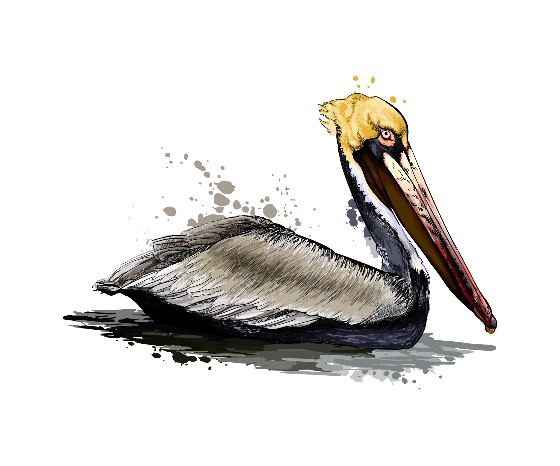 Pelican from a splash of watercolor, colored drawing, realistic. Vector
