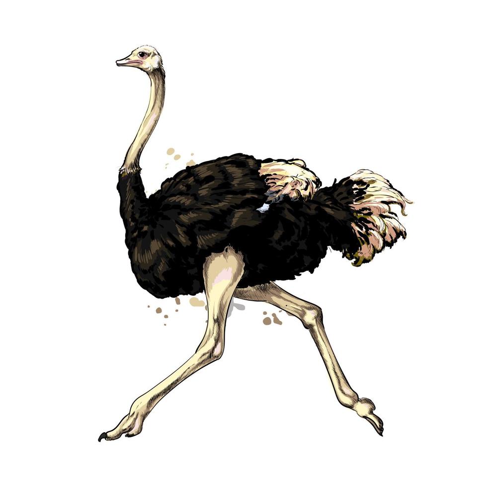 Ostrich from a splash of watercolor colored drawing realistic