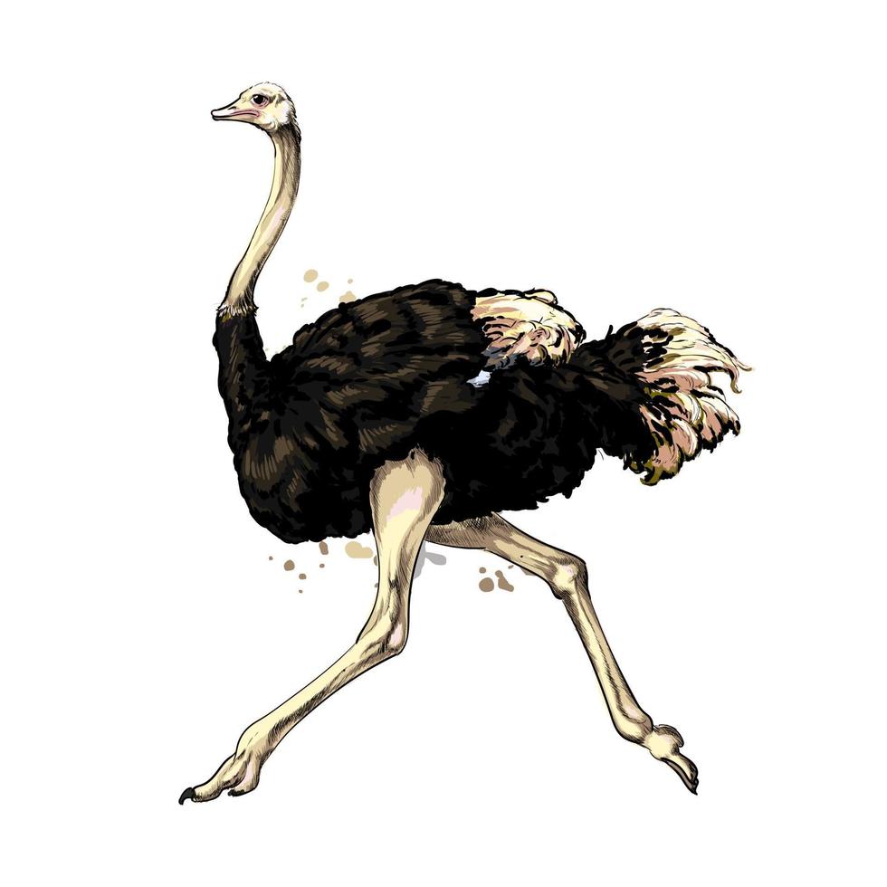 Ostrich from a splash of watercolor, colored drawing, realistic. Vector illustration of paints