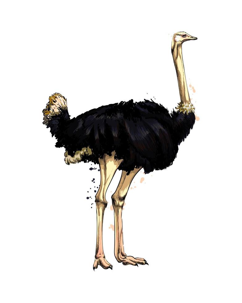 Ostrich from a splash of watercolor, colored drawing, realistic. Vector illustration of paints