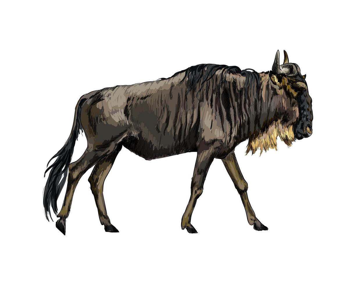 Wildebeest from a splash of watercolor, colored drawing, realistic. Vector illustration of paints