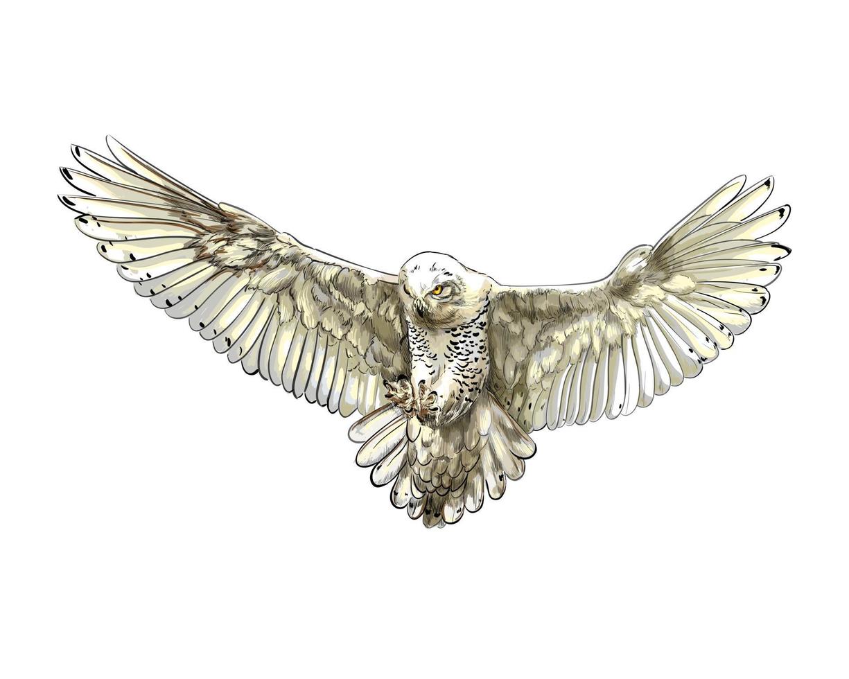 Snowy owl in flight colored drawing, realistic vector