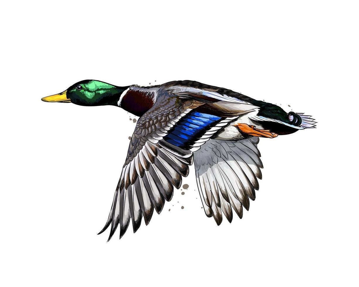 Duck from a splash of watercolor, colored drawing, realistic. Vector illustration of paints