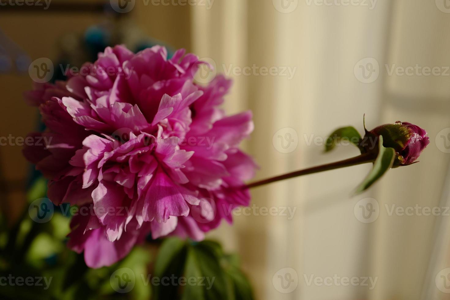 flor de peonía y capullo foto