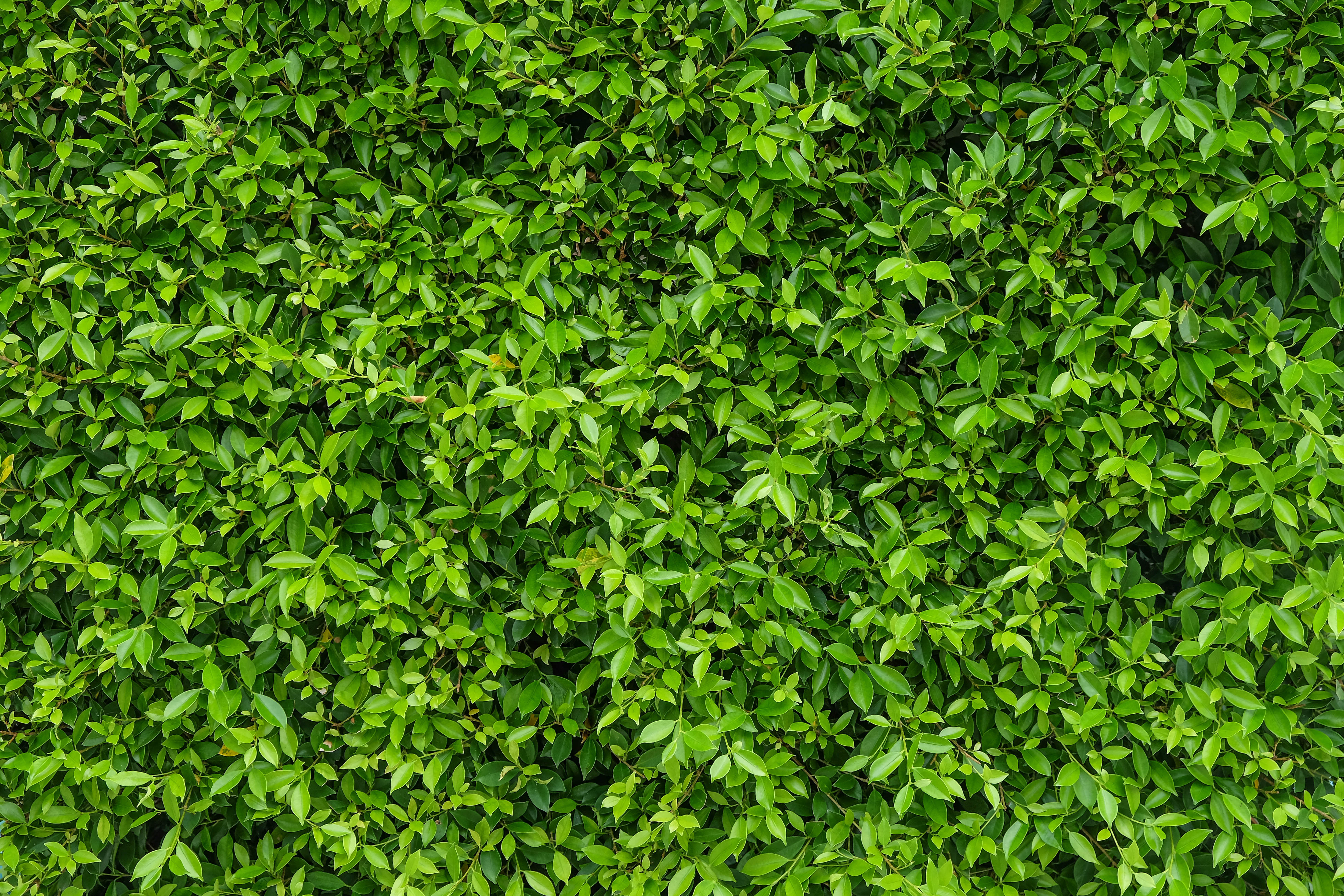 Green Wall Stock Photos, Images and Backgrounds for Free Download Green Wall Stock Photos, Images and Backgrounds for Free Download